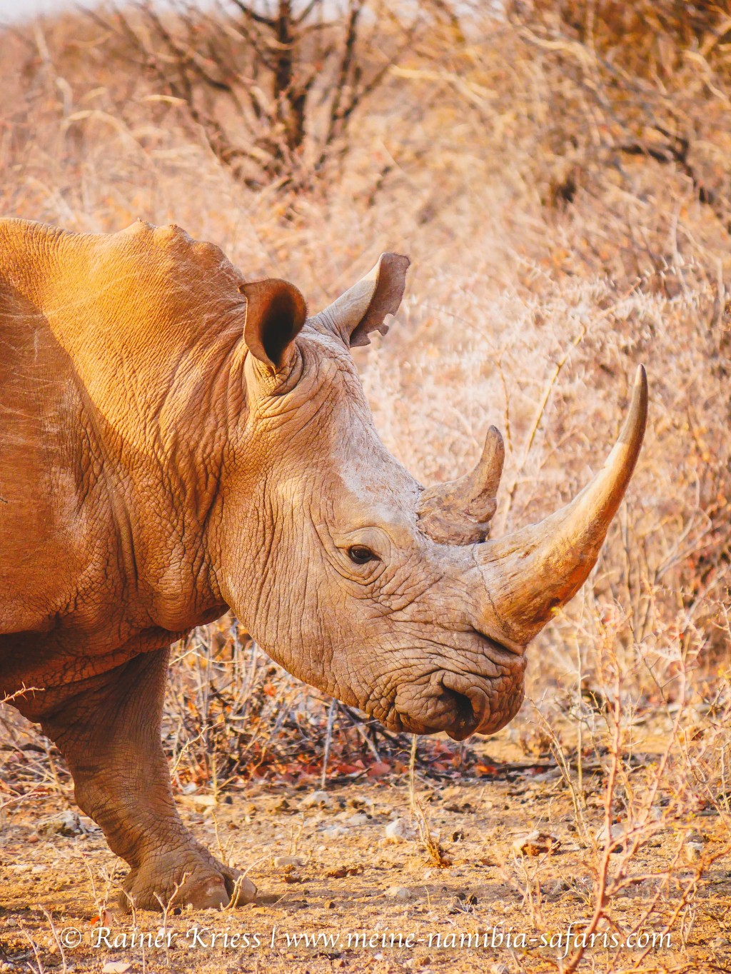 Rhino Tracking – Full Day Activity