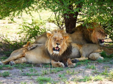 Geführte Botswana Offroad Tour Juni 2026