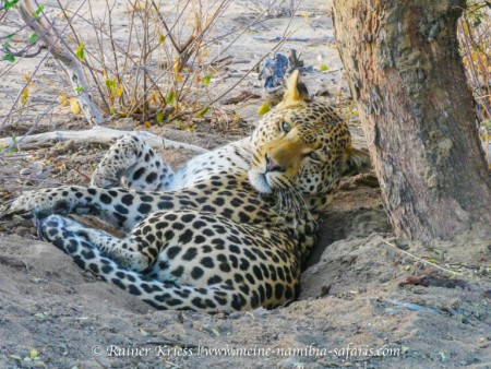 Leopard Tracking ( Okonjima)