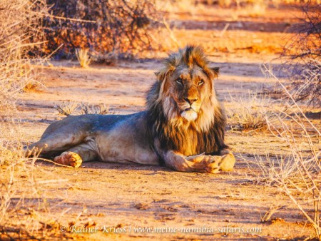Lion Tracking ( Kalahari Game Lodge)