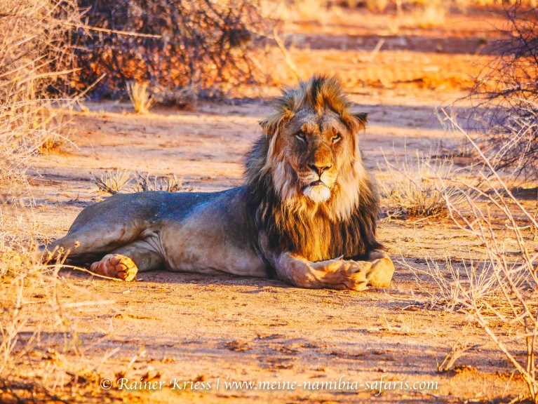 Löwen Tracking (Kalahrai Game Lodge)