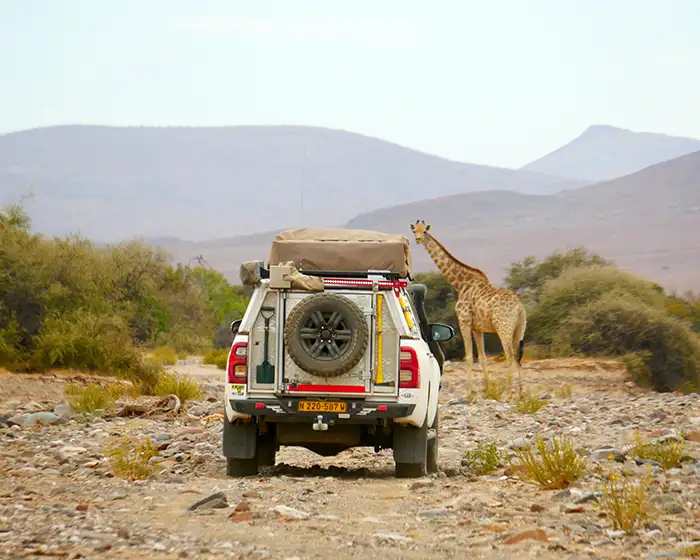 Guided 4×4 safari vehicle on a gravel road in Damaraland with giraffe, Namibia Guided 4x4 safari vehicle on a gravel road in Damaraland with giraffe, Namibia