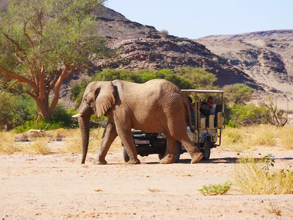 Elephant walking close to safari 4×4 car, Namibia Elephant walking close to safari 4x4 car, Namibia