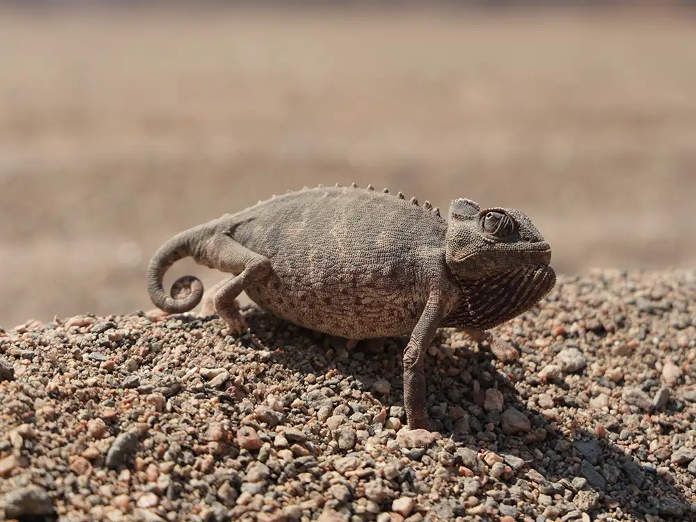 Namaqua chameleon Namibia Namaqua chameleon Namibia