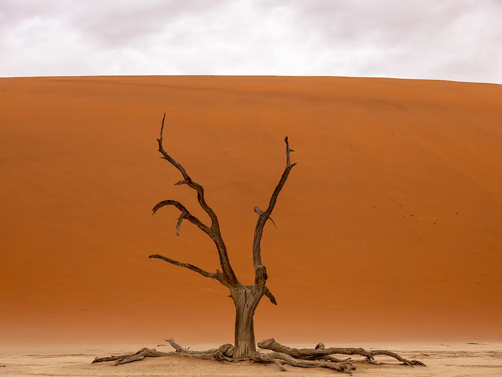 Red dunes and trees in Deadvlei, Namibia Red dunes and trees in Deadvlei, Namibia
