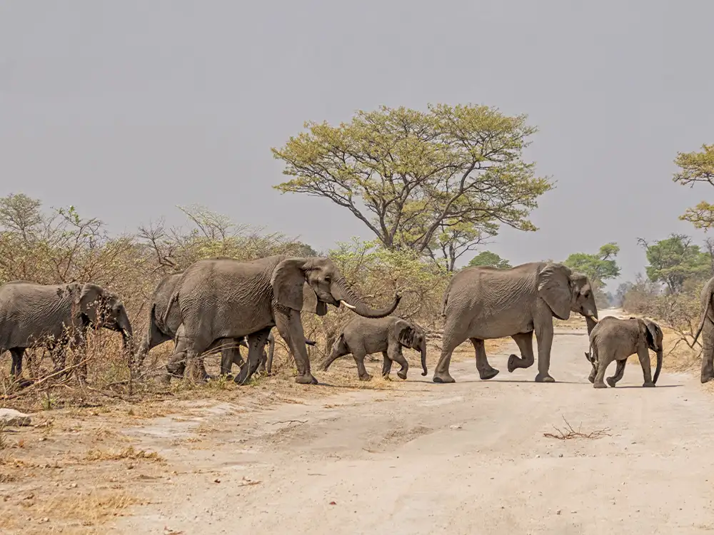 Hert of Elephants crossing street, Etosha National Park Namibia Hert of Elephants crossing street, Etosha National Park Namibia