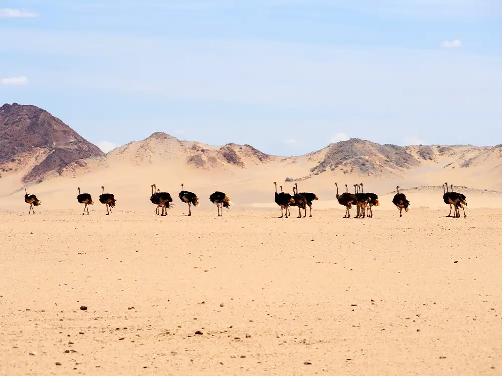 Groups of ostriches in the country’s arid landscapes of Namibia Groups of ostriches in the country's arid landscapes of Namibia