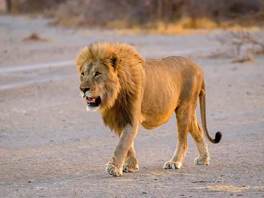 Lion, Namibia Lion, Namibia