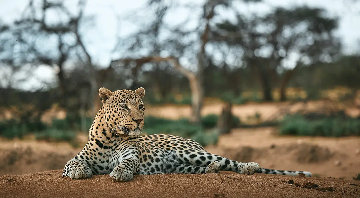 leopard in Namibia leopard in Namibia