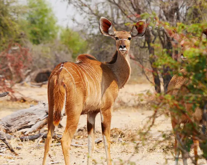 Kudu in Namibia
